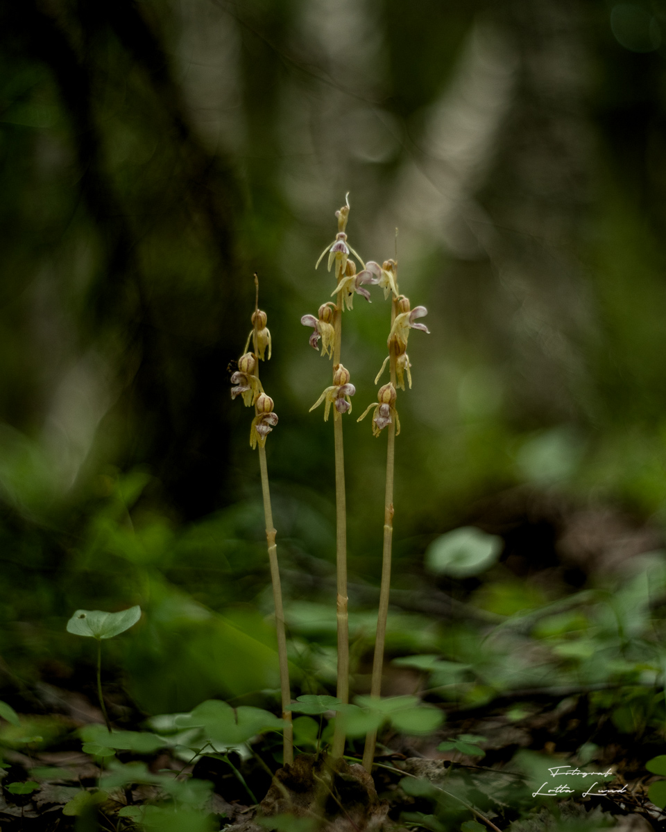 Skogsfru, skogens lilla orkidé