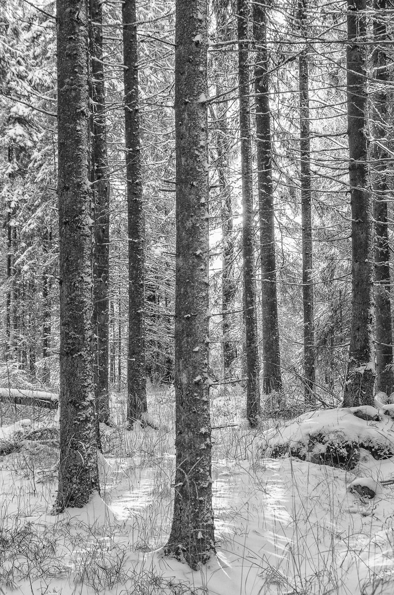 Vinter i skogen
