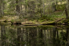 Skogstjärnen