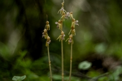 Skogsfru, skogens lilla orkidé