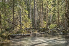 Skogstjärnen