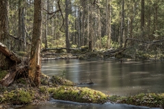 skogstjärnen2