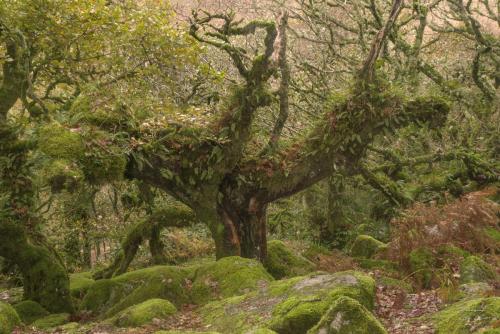 Wistmans wood Dartmoor England