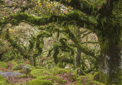 Wistmans wood Dartmoor England