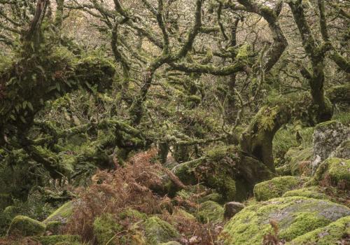 Wistmans wood Dartmoor England