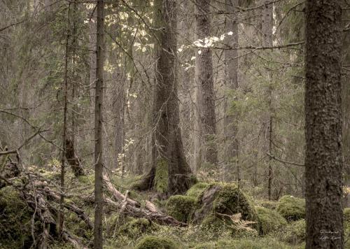 Trollskogen 