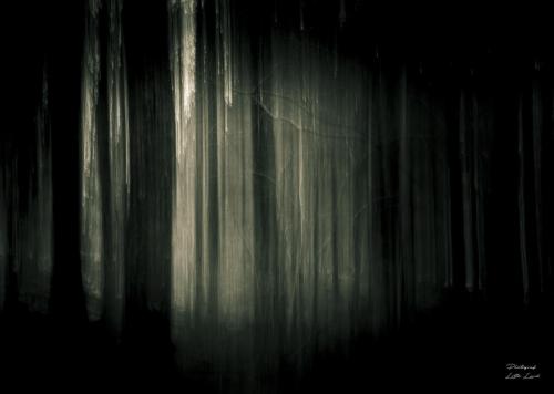I skogens dunkel